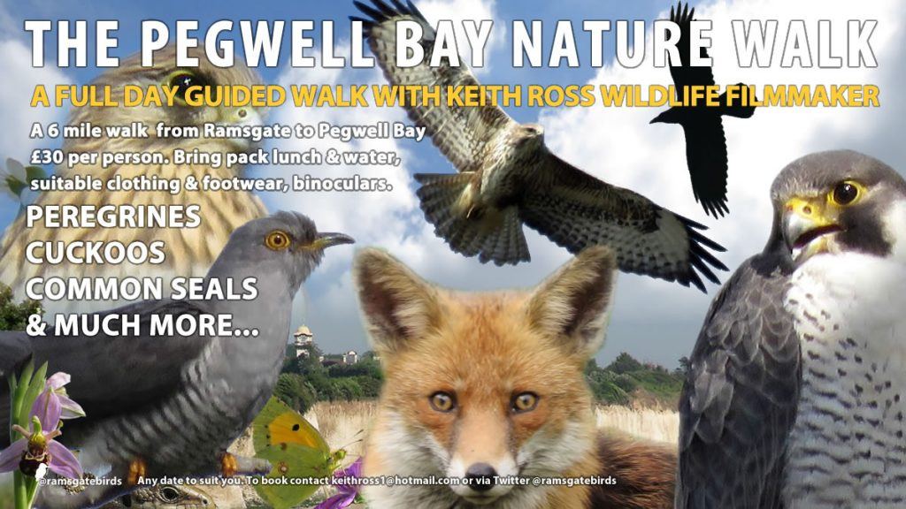 The Pegwell Bay Nature Walk