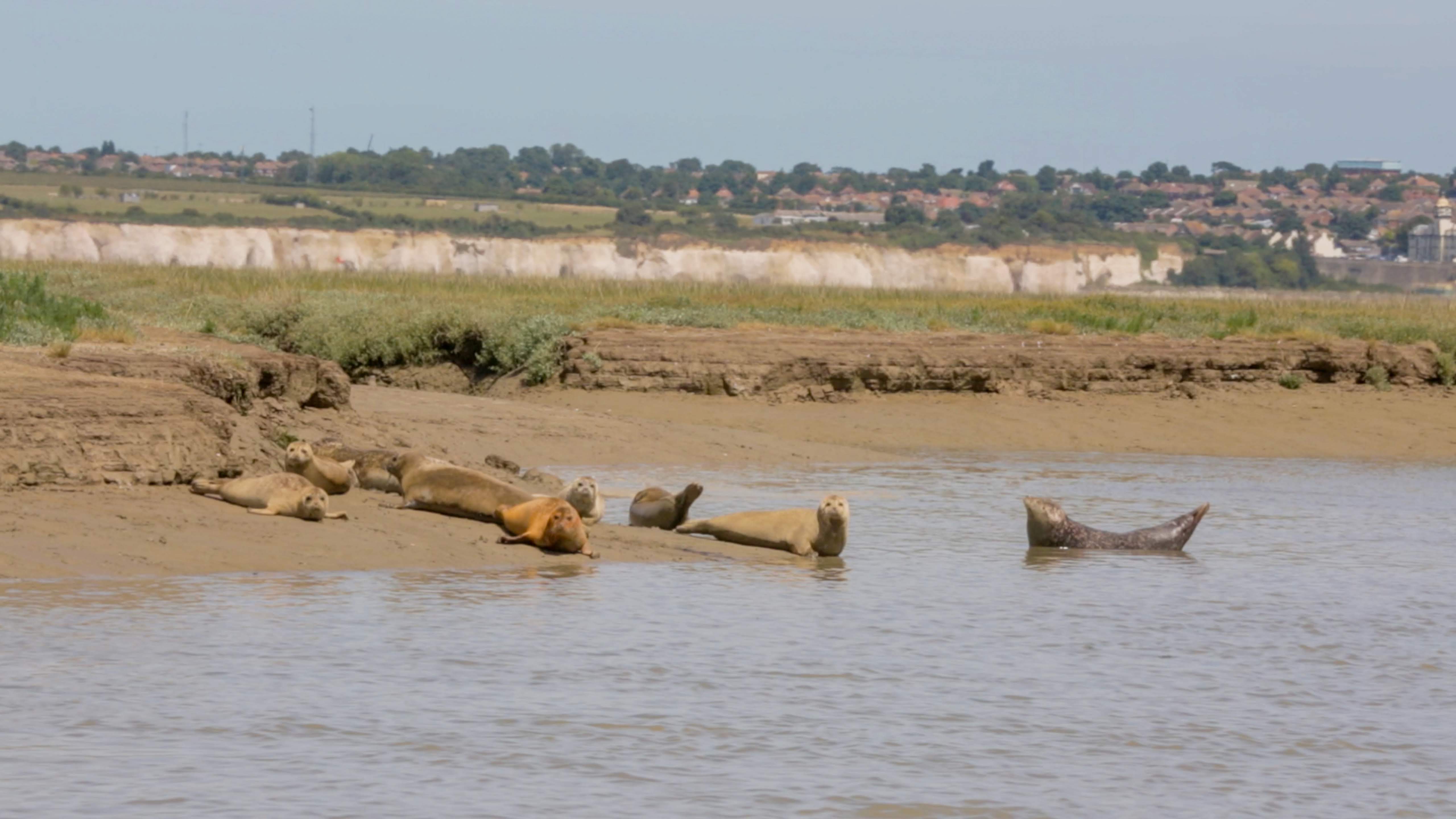 Seals on Sandbank
