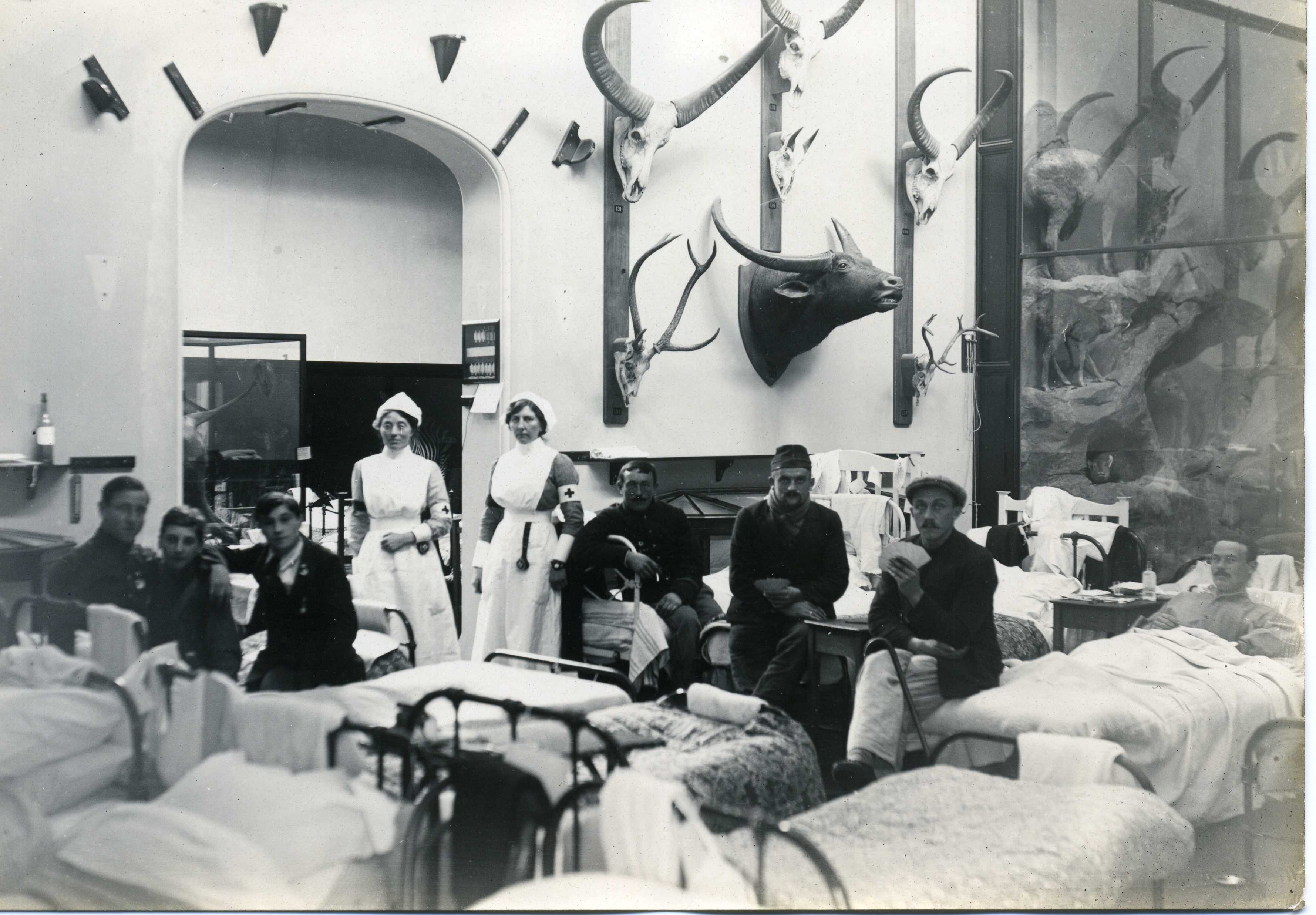 Internal Groups 1914 001 Museum Ward- Rowland Ward to Hospital Ward exhibition..jpg